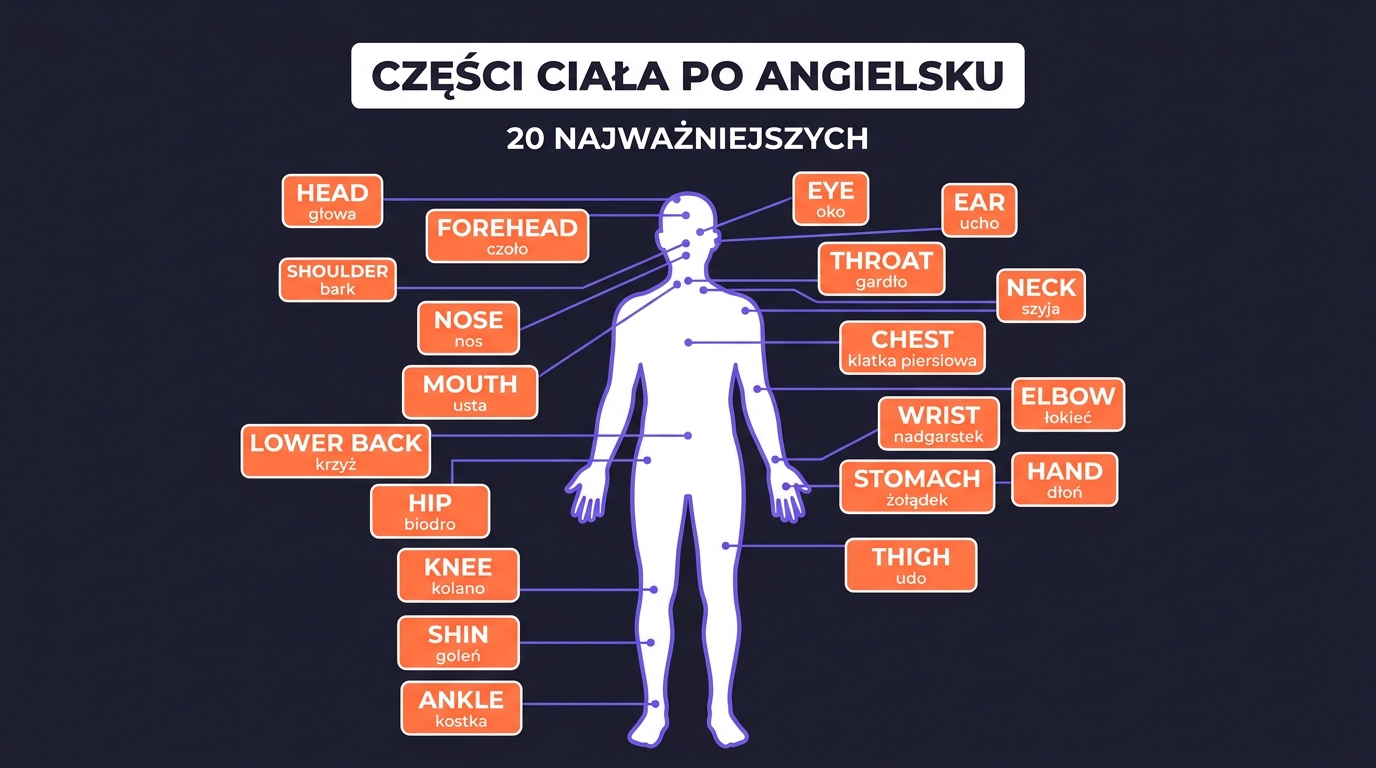 Części ciała po angielsku — sylwetka człowieka z 20 etykietami: head, forehead, eye, ear, nose, throat, neck, shoulder, chest, elbow, wrist, hand, stomach, lower back, hip, thigh, knee, shin, ankle