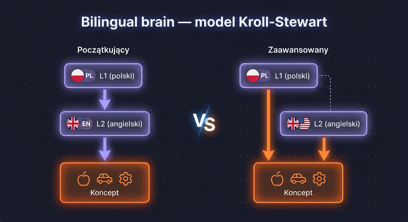 Bilingual brain — diagram pokazujący 2 modele połączeń: początkujący ma L2 połączone z konceptem przez L1 (pośrednio), zaawansowany ma L2 bezpośrednio połączone z konceptem